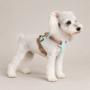 Petit chien portant un harnais gilet turquoise, vue de profil