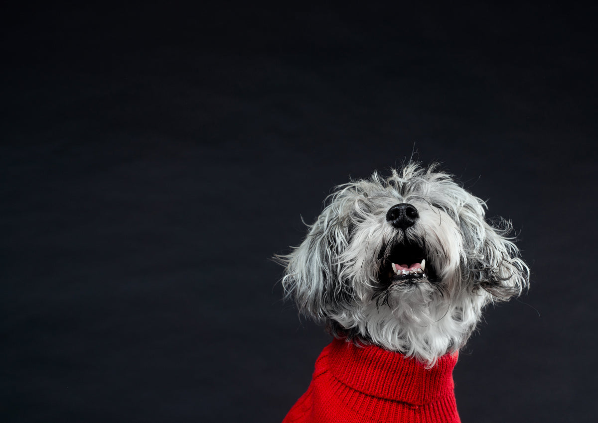 Produits pour Chien