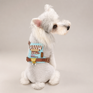 Petit chien portant un harnais gilet turquoise et marron