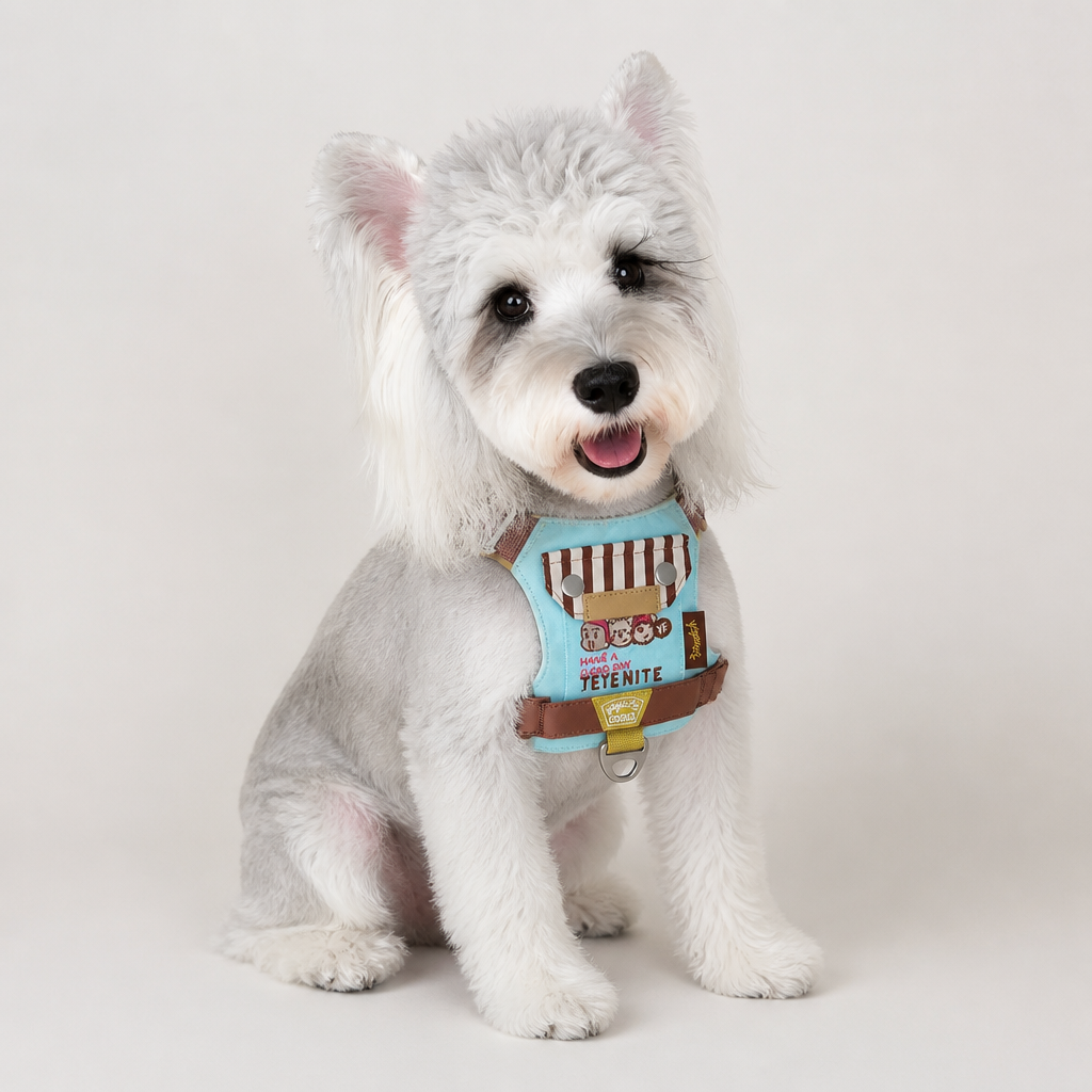 Petit chien portant un harnais gilet turquoise, vue de face
